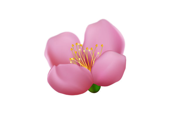 Sakura Flower Cherry Vector for Creative and Practical Applications